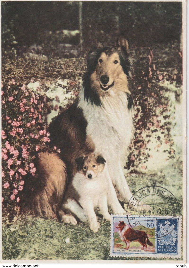 Saint Marin Carte Maximum Chien 1956 Colley 421 - Lettres & Documents