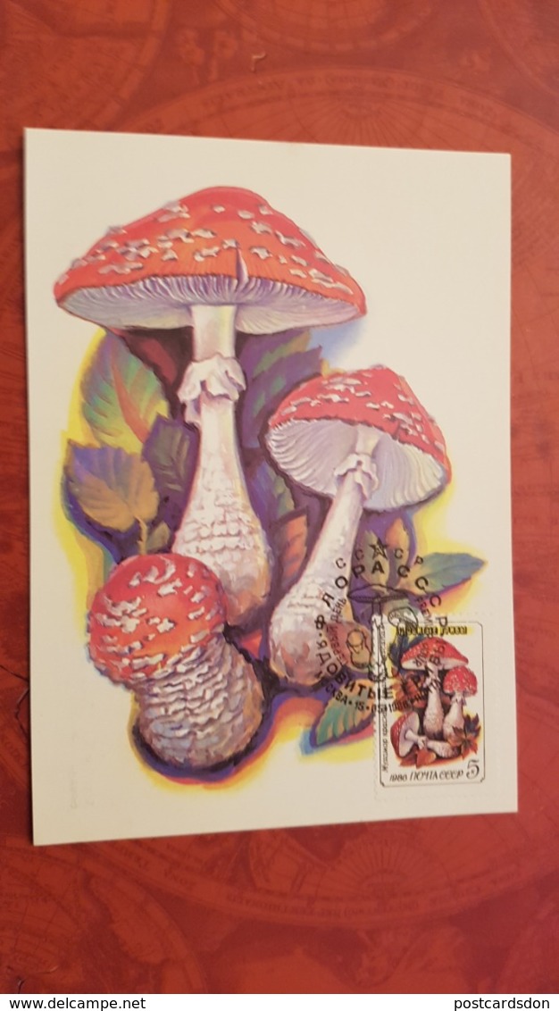 USSR. Amanita. Forest. Mushroom - Maxicard 1986 - Pilze