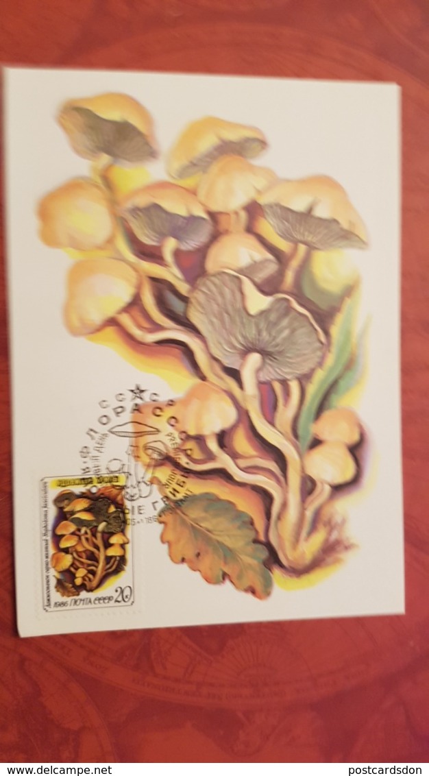 USSR. Hypholoma Fasciculare. Forest. Mushroom - Maxicard 1986 - Champignons