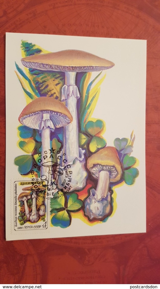 USSR. Amanita Phalloides. Forest. Mushroom - Maxicard 1986 - Funghi