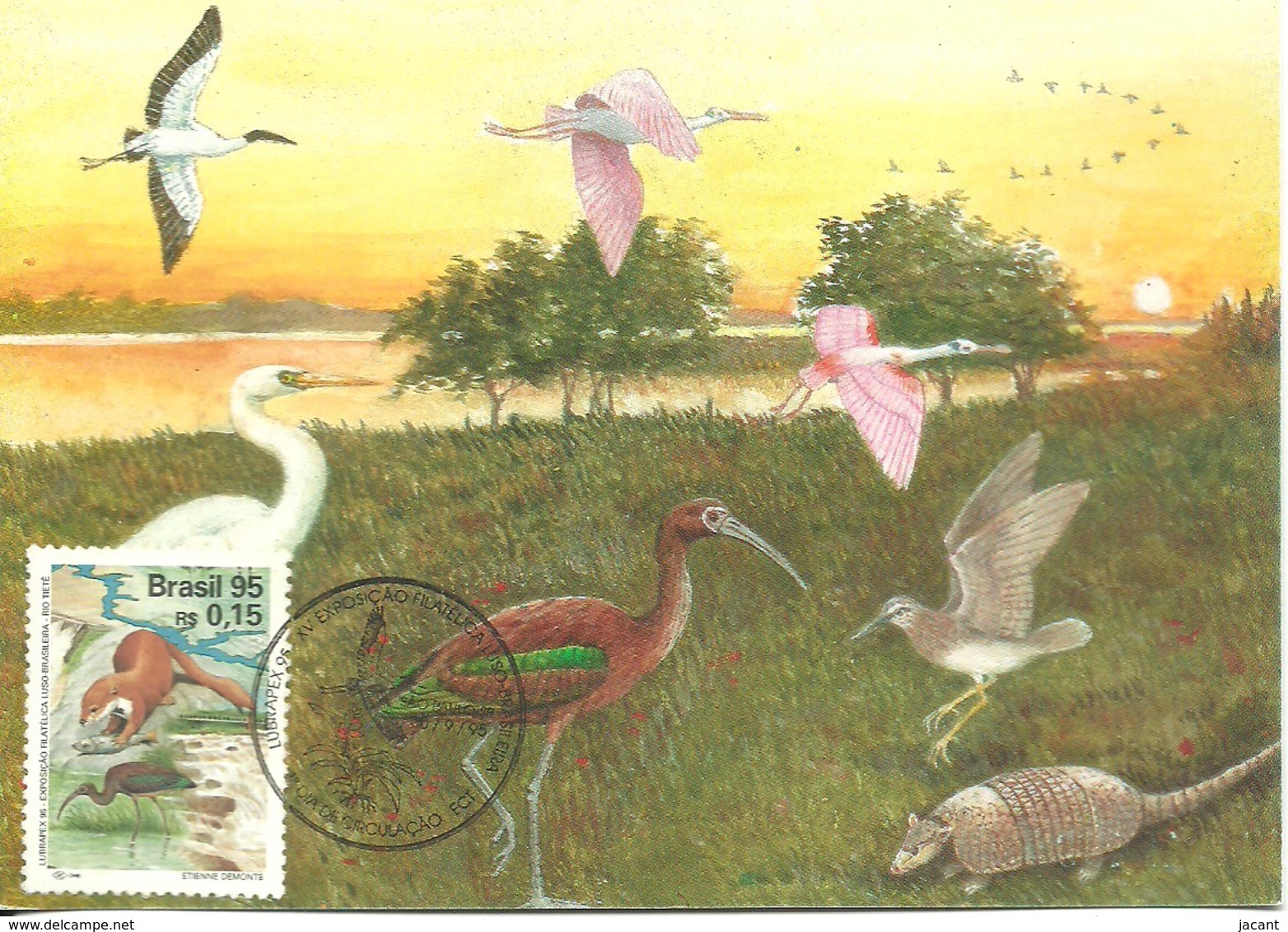 Carte Maximum - Brasil - Lubrapex 95 - Rio Tietê - Aves - Oiseaux - Tarjetas – Máxima