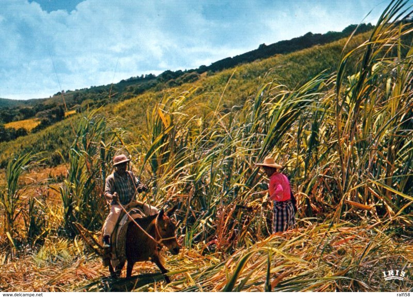 1 AK Insel Reunion * Sugar Cane Harvest - Zuckerrohrernte Auf Reunion - Récolte De La Canne à Sucre - IRIS Karte 6019 * - Réunion