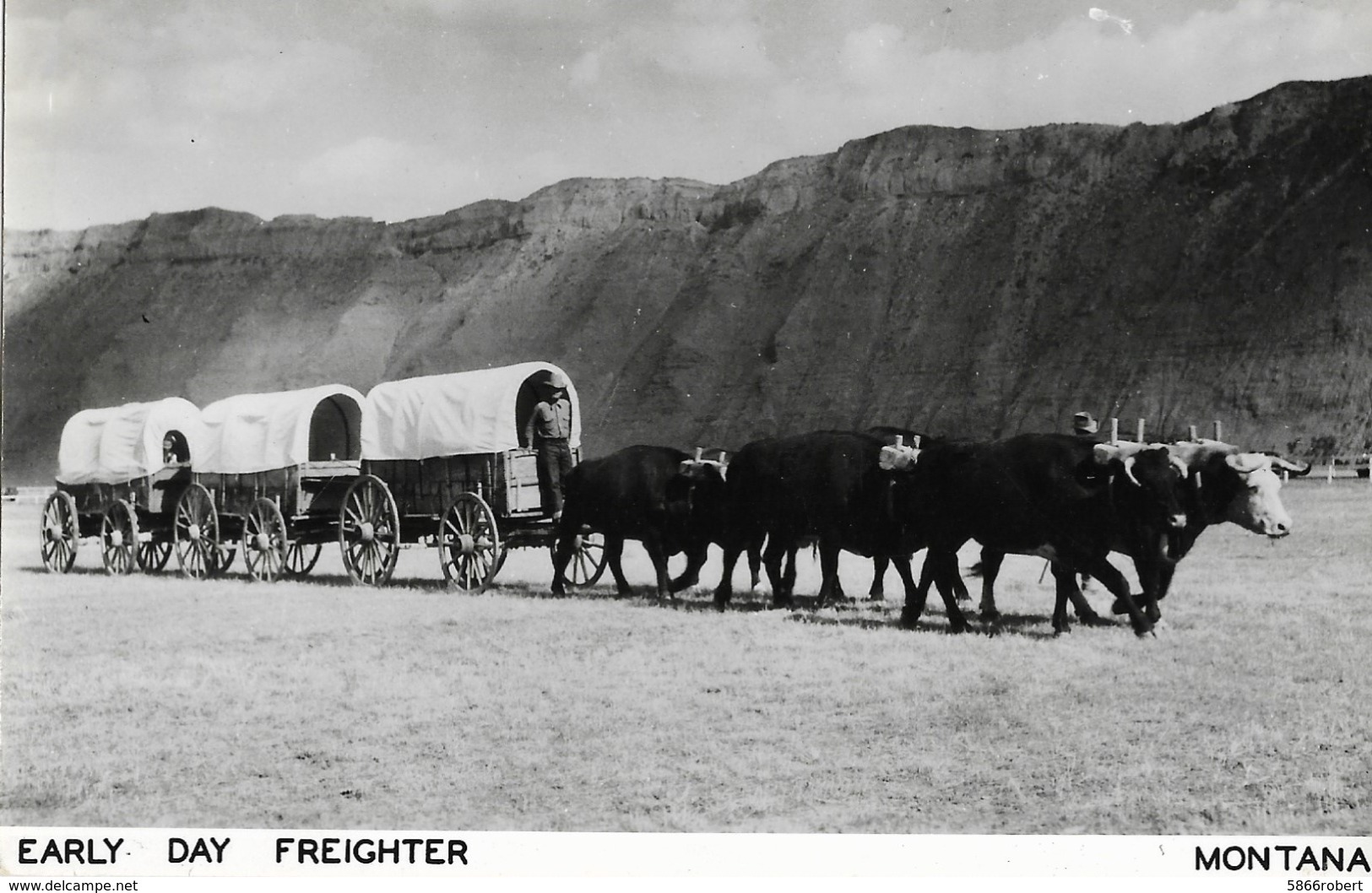 CARTE POSTALE ORIGINALE ANCIENNE :  ATTELAGE BOEUFS 3 ROULOTTES A LA CONQUETE DE L'OUEST EARLY DAY FEIGHTER MONTANA USA - Sonstige & Ohne Zuordnung