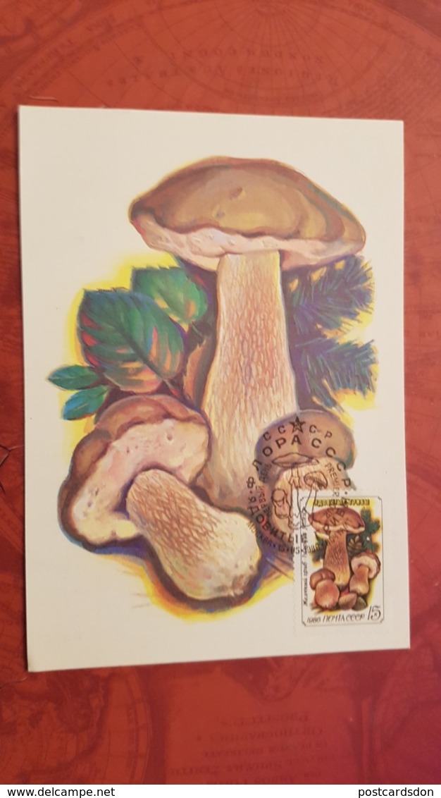 USSR. Bitter Bolete . Forest. Mushroom - Maxicard 1986 - Mushrooms