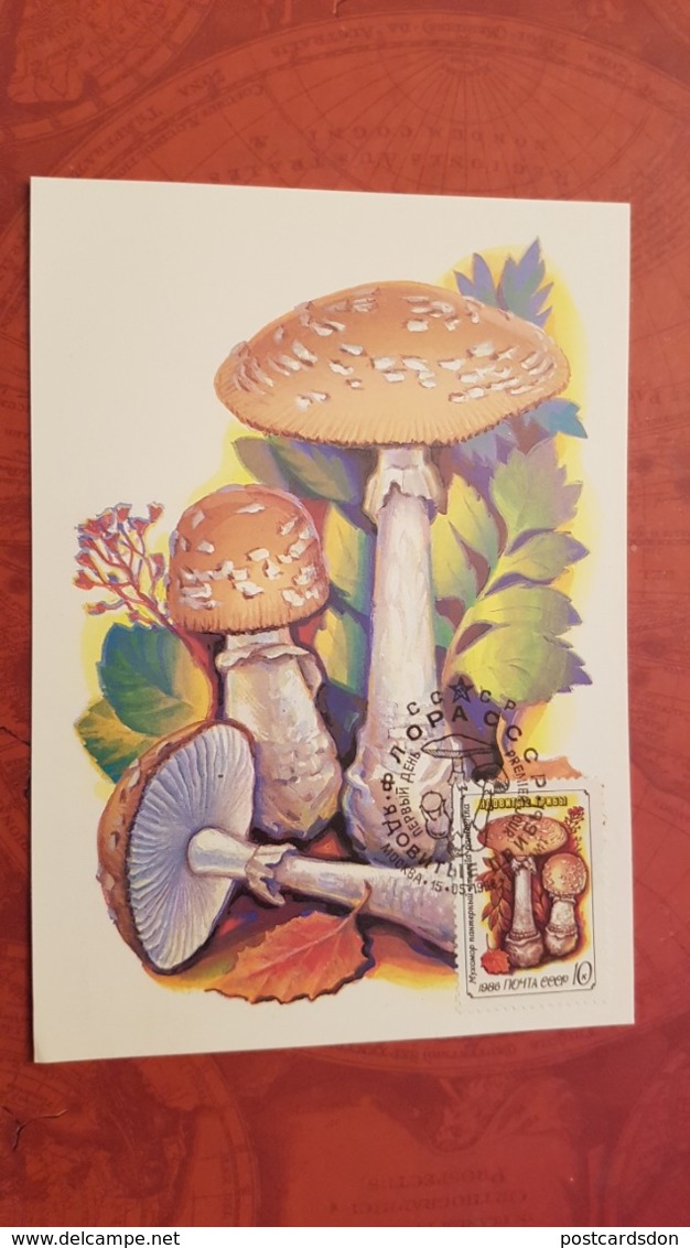 USSR. Amanita . Forest. Mushroom - Maxicard 1986 - Mushrooms