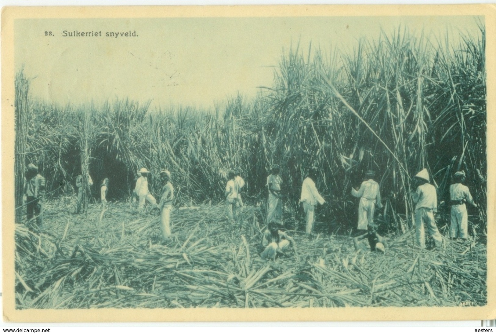 Nederlands-Indië 1913; Suikerriet Snijveld - Gelopen. (Atelier Kurkdjian - Soerabaja) - Indonesia