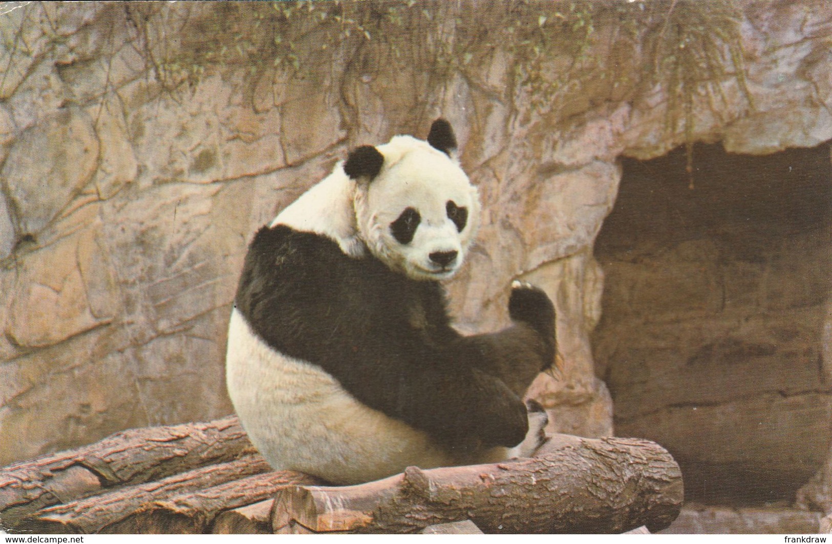 Postcard - Giant Panda, Chi Chi - Card No..pt7802 Unused Very Good - Non Classés