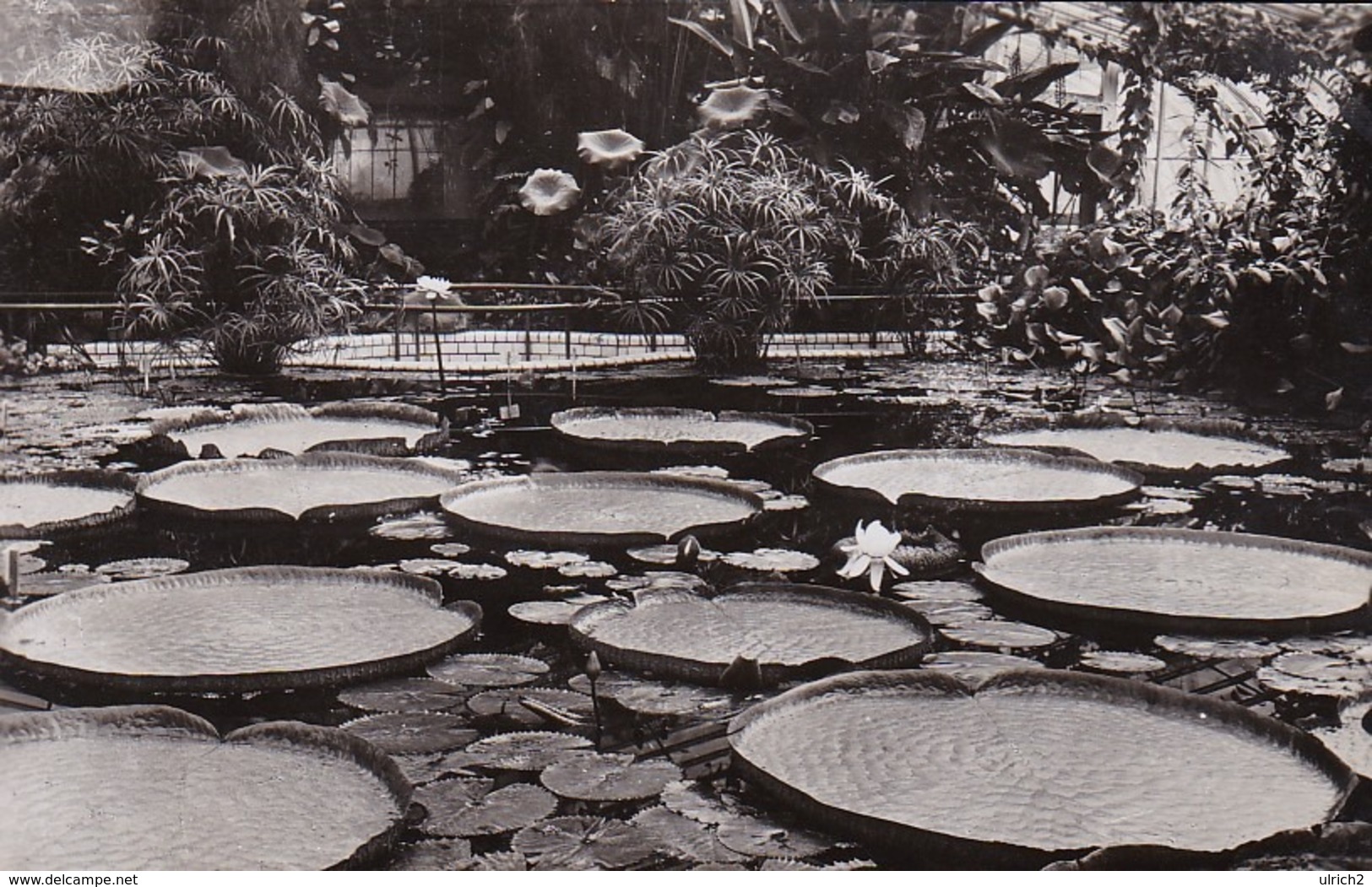 AK Berlin - Dahlem - Botanischer Garten - Victoria Regia Lindl (45128) - Dahlem