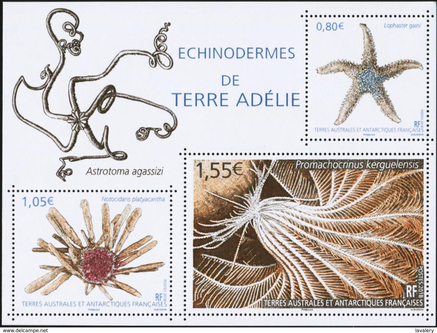 FRENCH ANTARCTIC TERRITORIES FSAT TAAF 2018 Echinoderms Of Adelie Land Animals Fauna MNH - Meereswelt