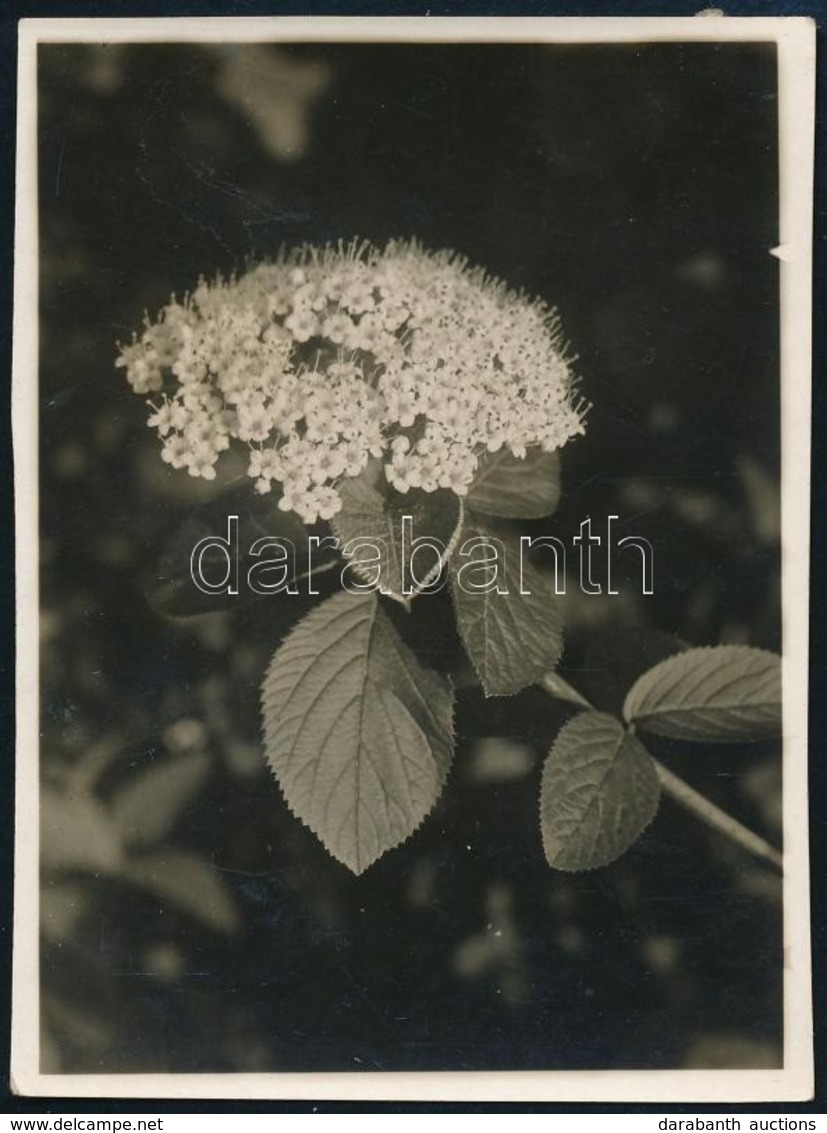 Cca 1932 Kinszki Imre (1901-1945) Budapesti Fotóművész Hagyatékából, A Szerző által Feliratozott Vintage Fotó (Schneebal - Sonstige & Ohne Zuordnung