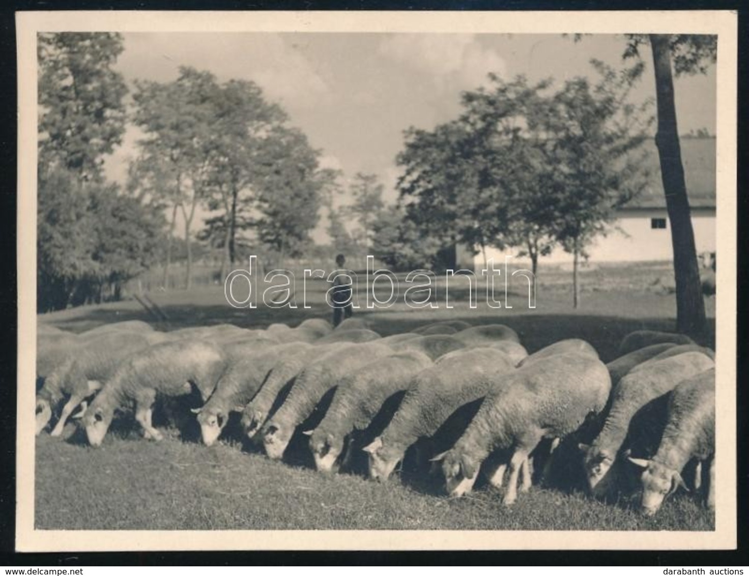 Cca 1940 A Mezőhegyesi Ile De France Nyírott Anyajuhok, Fotó, Hátoldalon Feliratozva, 8,5×11,5 Cm - Other & Unclassified