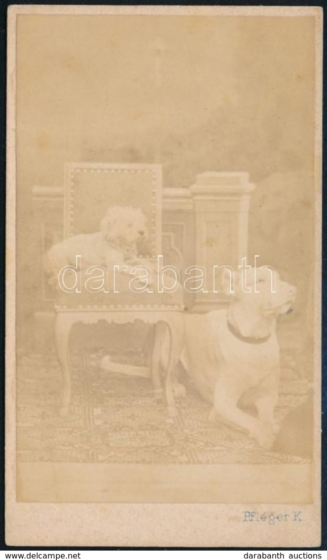 Cca 1864 Pest, A Kép Felirata Szerint Gróf Nyáry Izidor Két Kutyája, A Vizitkártya Méretű, Vintage Fotót Készítette Pfle - Other & Unclassified