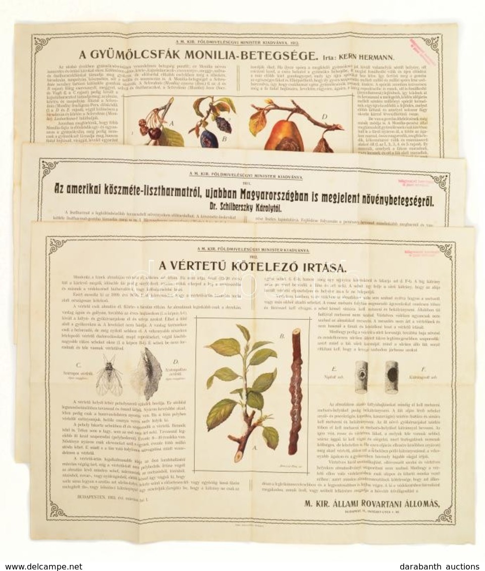 1911 A Szőlő és Mezőgazdasági Növények Károkozóit Bemutató 3 Db Nagyméretű Hirdetmény, Tábla. Lisztharmat, Vértetű, Moni - Unclassified