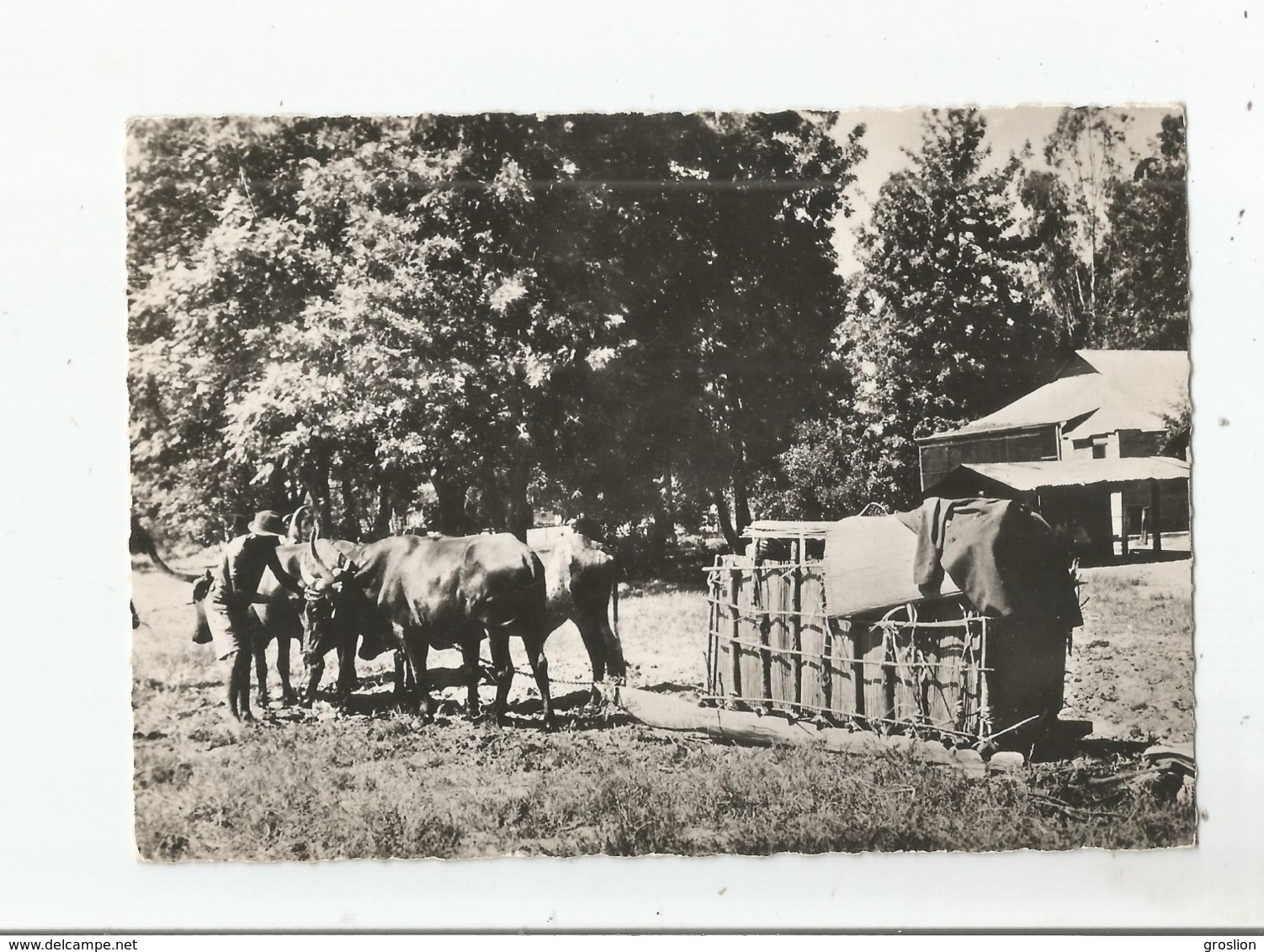 ZAMBEZE AMBULANCE ZAMBEZIENNE (ATTELAGE) - Zambie