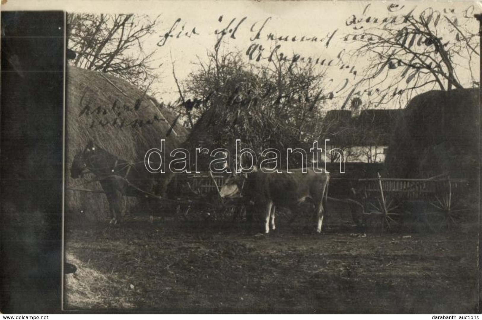 T2/T3 1909 Felsőbencsek, Bencecu De Sus; Tehéngazdaság / Cattle, Farm, Horses, Photo (EK) - Unclassified