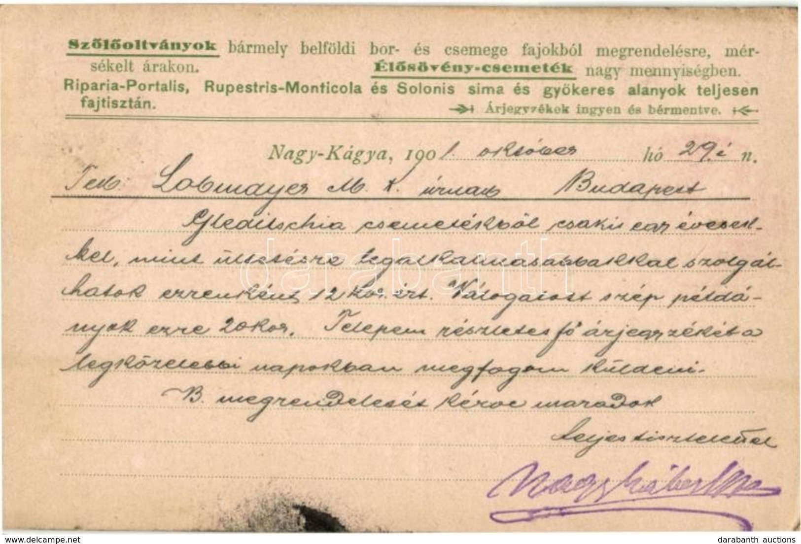 T2/T3 1901 Kágya, Nagy-Kágya, Cadea; Érmelléki Első Szőlőoltvány-telep Reklámlapja / Grape And Vine Plantation Advertise - Unclassified