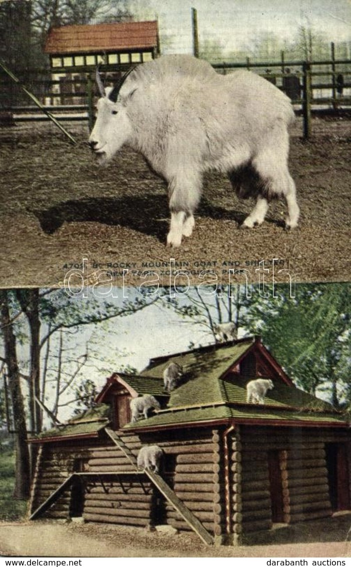 ** T2/T3 New York City, New York Zoological Park, Mountain Goat And Shelter (EK) - Otros & Sin Clasificación