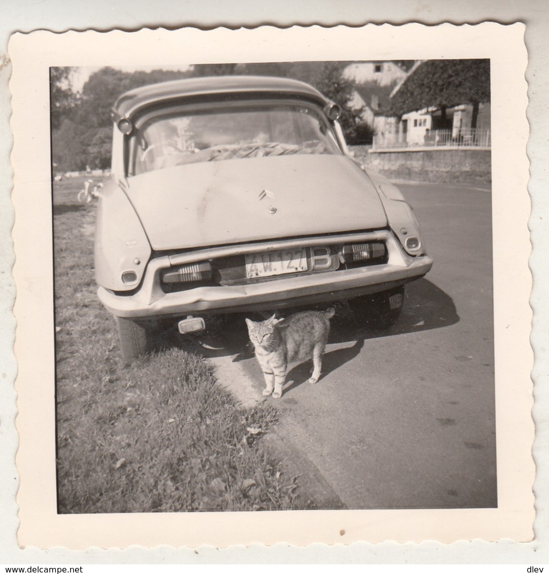 Citroën - Chat - Photo 8.5 X 9 Cm - Cars