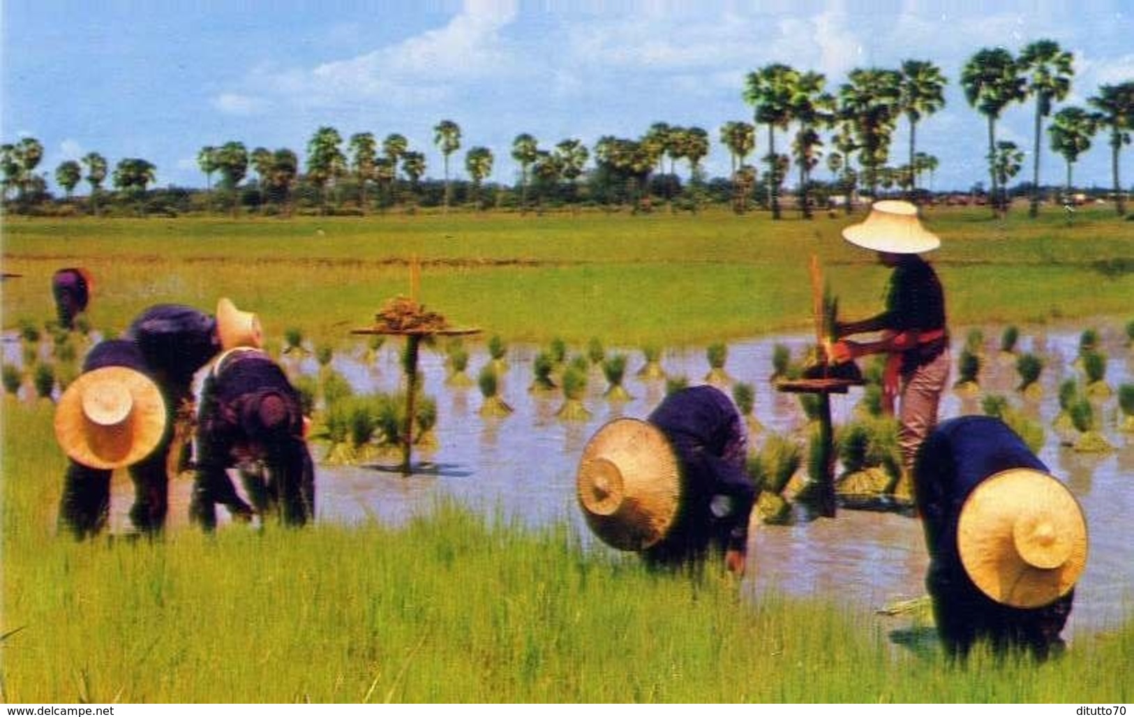 Thailand - Cultivation Of The Rice - Formato Piccolo Non Viaggiata - E 14 - Welt