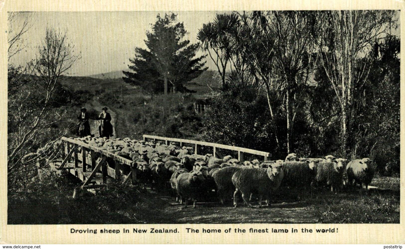 DROVING SHEEP IN NEW ZEALAND  NEW ZEALAND NUEVA ZELANDA - Nueva Zelanda