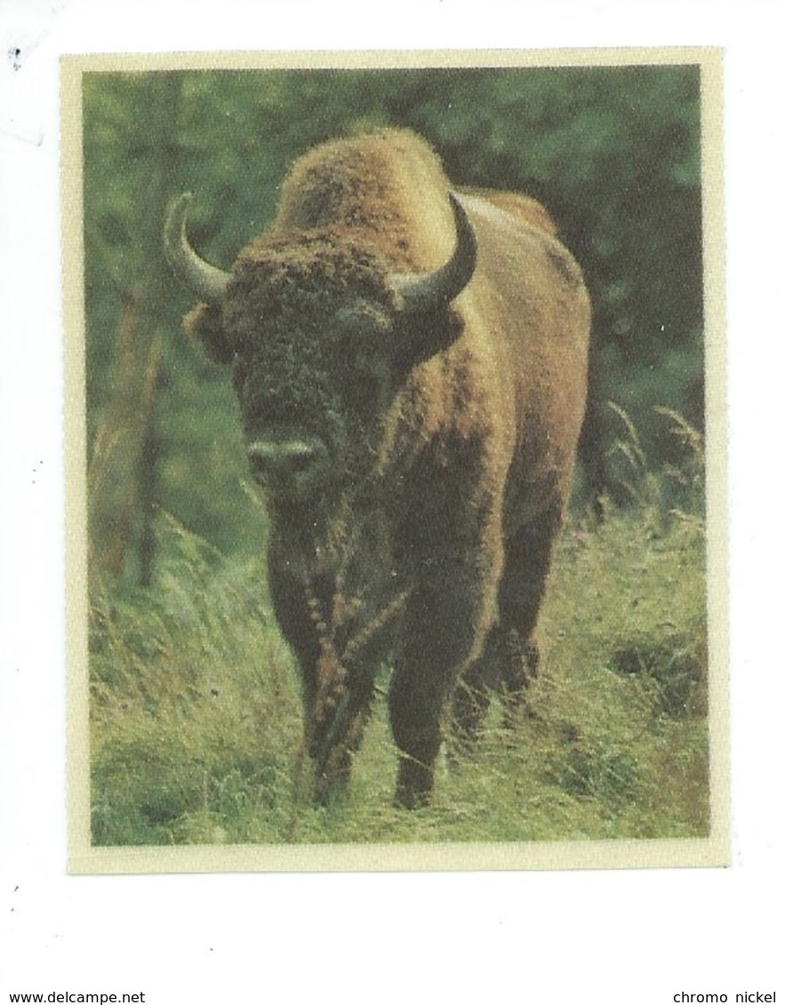 BISON Sur Toile 75 X 60 Mm TB 2 Scans - Sonstige & Ohne Zuordnung