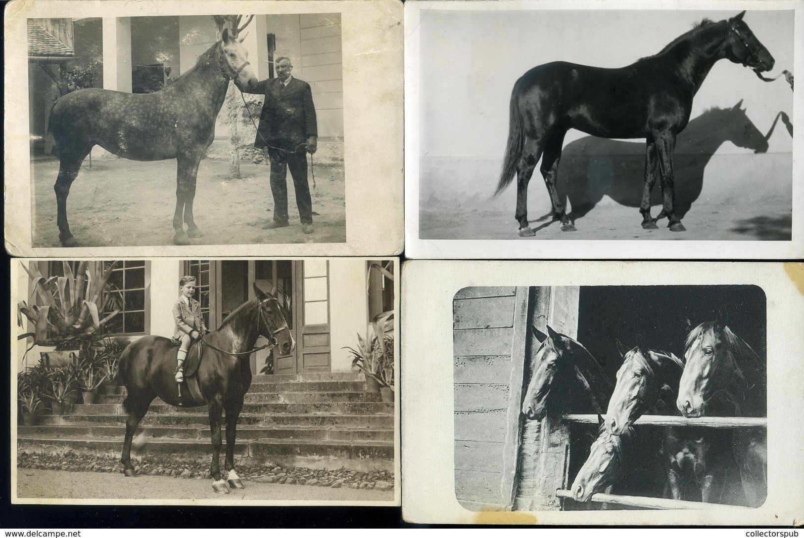 LOVASOK, LOVAK 42 db fotós képeslap, jó tétel!  /  HORSES, RIDERS 42 photo vintage pic. p.cards, good bundle