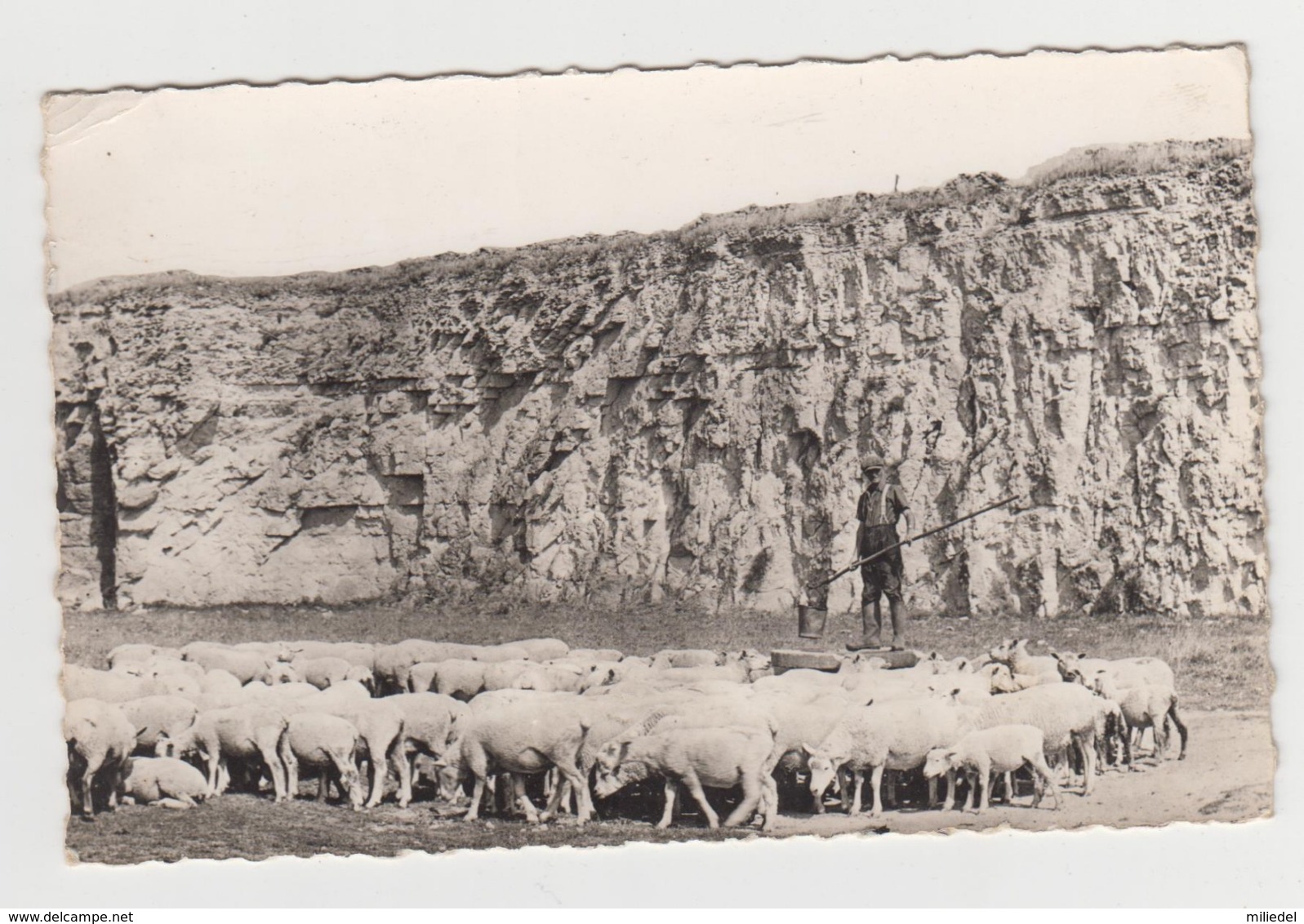 BA326 - SAINT MICHEL DE L'HERM - Le Rocher De Dive - Berger Avec Troupeau - RARE - Saint Michel En L'Herm