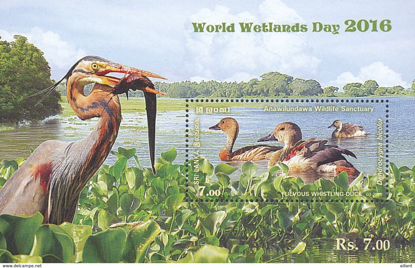 Sri Lanka 2016. Canard. Duck.: Dendrocygne Fauve - Canards