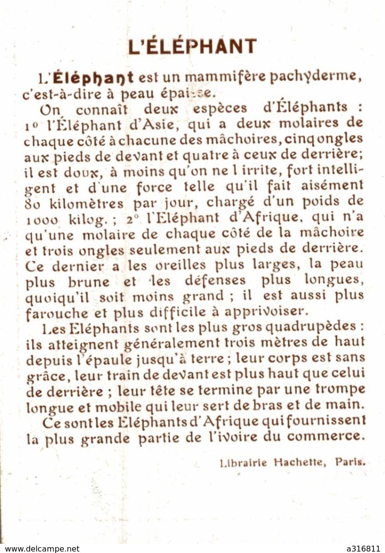 LIBRAIRIE HACHETTE L'ELEPHANT - Autres & Non Classés