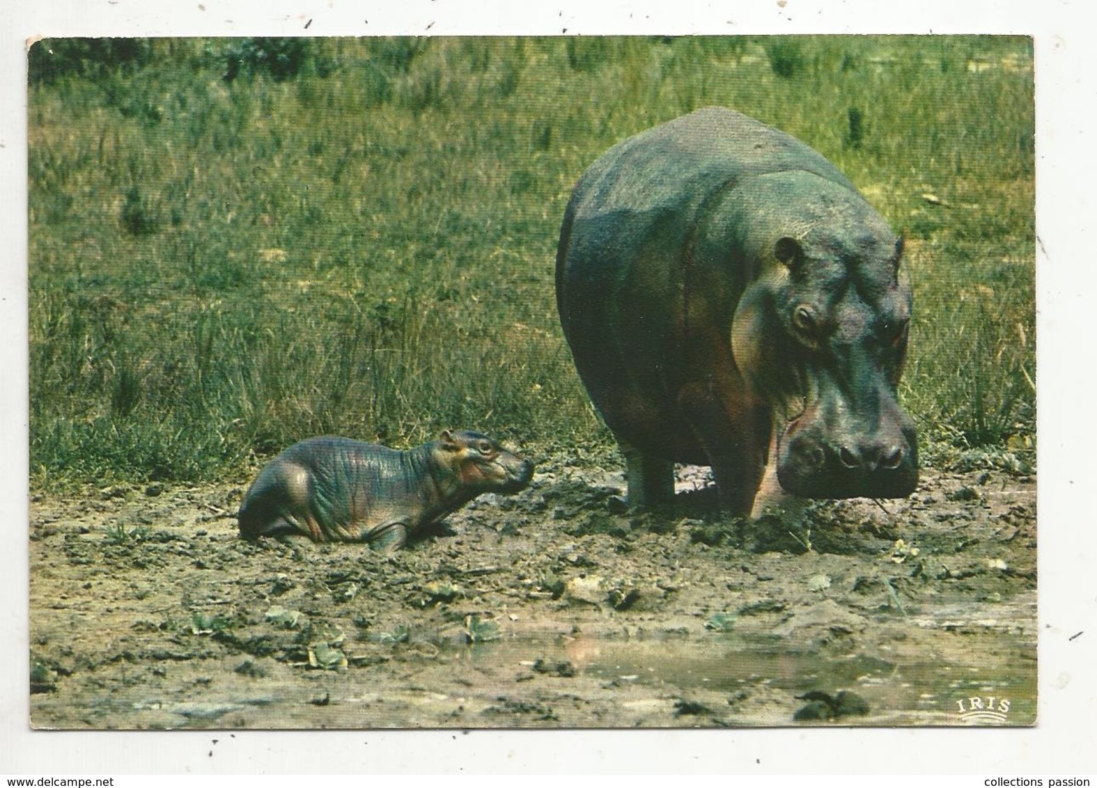 Cp, Animaux , Faune Africaine , Maman Et Bébé HIPPOPOTAMES, Vierge - Hippopotamuses