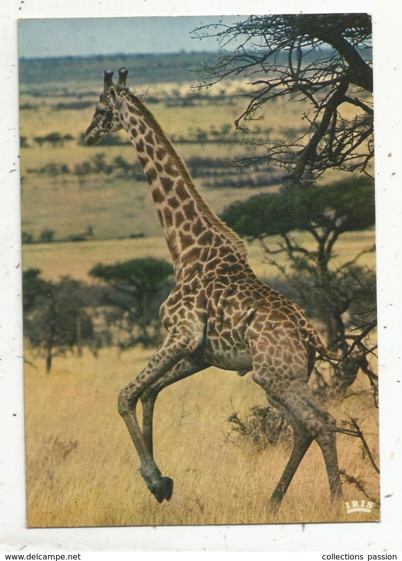 Cp, Animaux , Faune Africaine , GIRAFE, Vierge - Girafes
