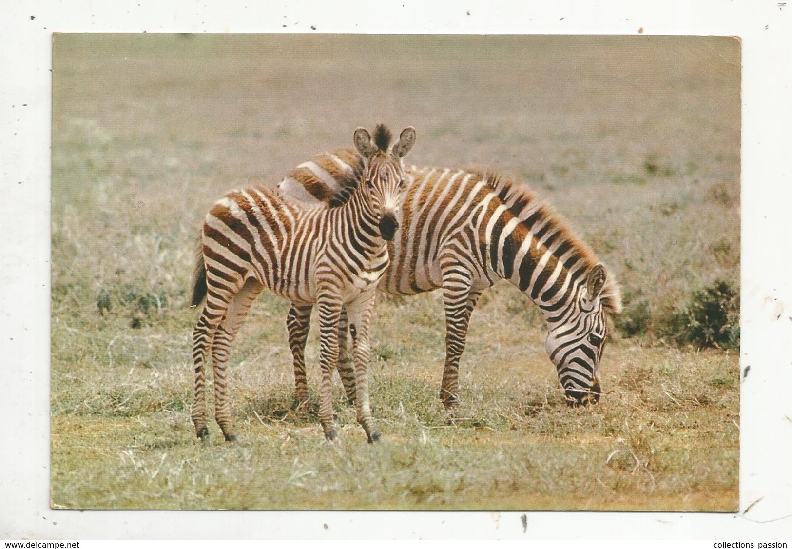 Cp, Animaux , Faune Africaine , ZEBRES , écrite 1966 - Zebra's