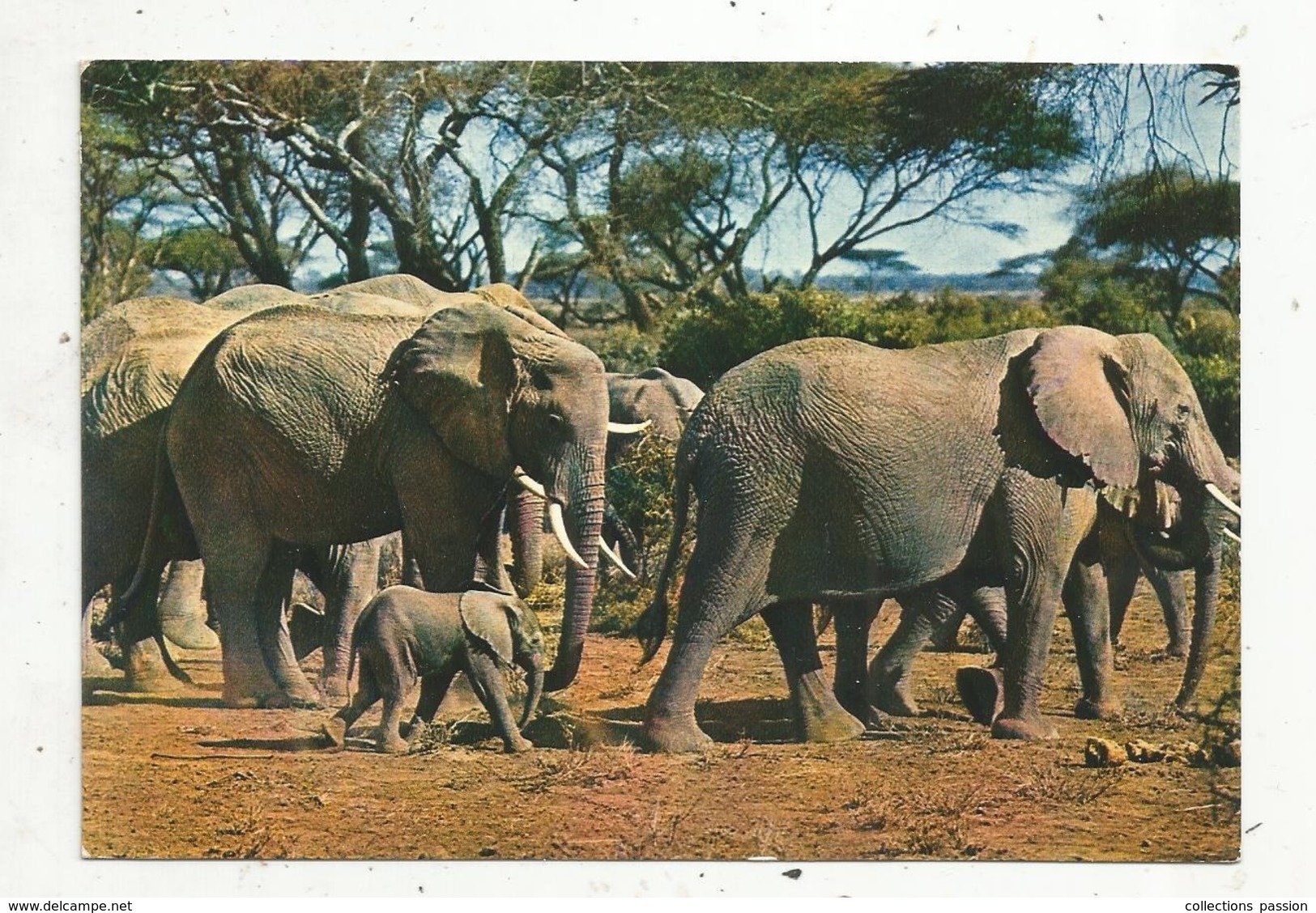 Cp, Animaux , Faune Africaine , TROUPEAU D'ELEPHANTS , écrite - Elefanti