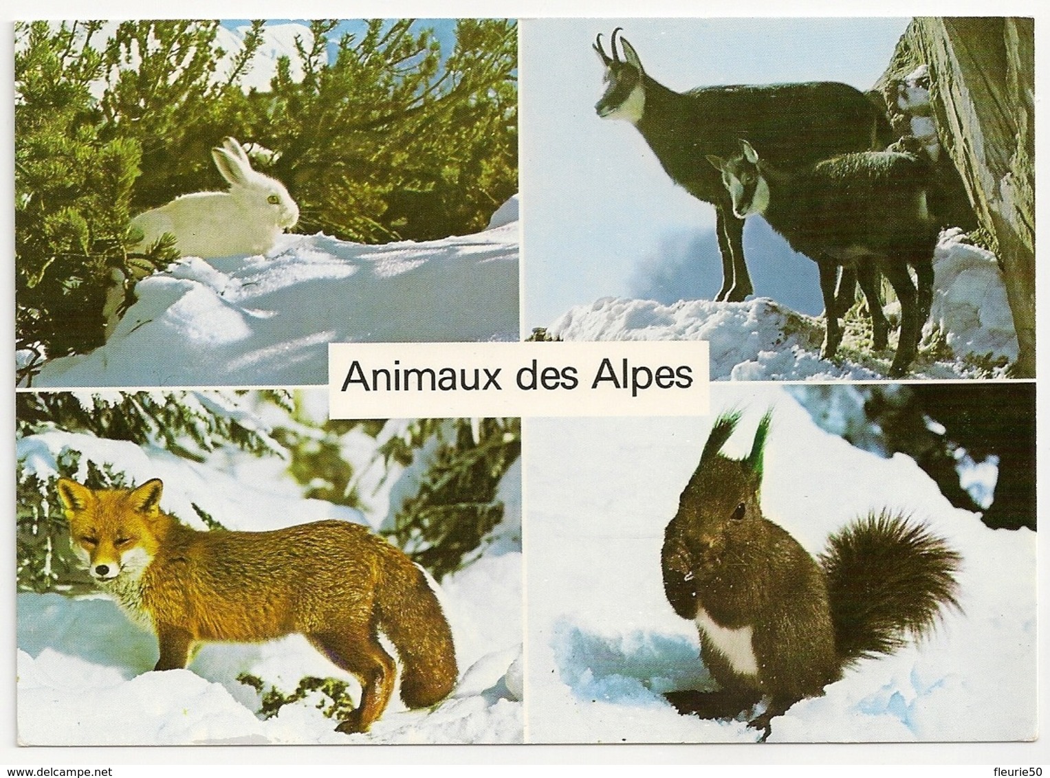 THEMES: Alpentière Animaux Des Alpes / Animals Of The Alps. - Autres & Non Classés