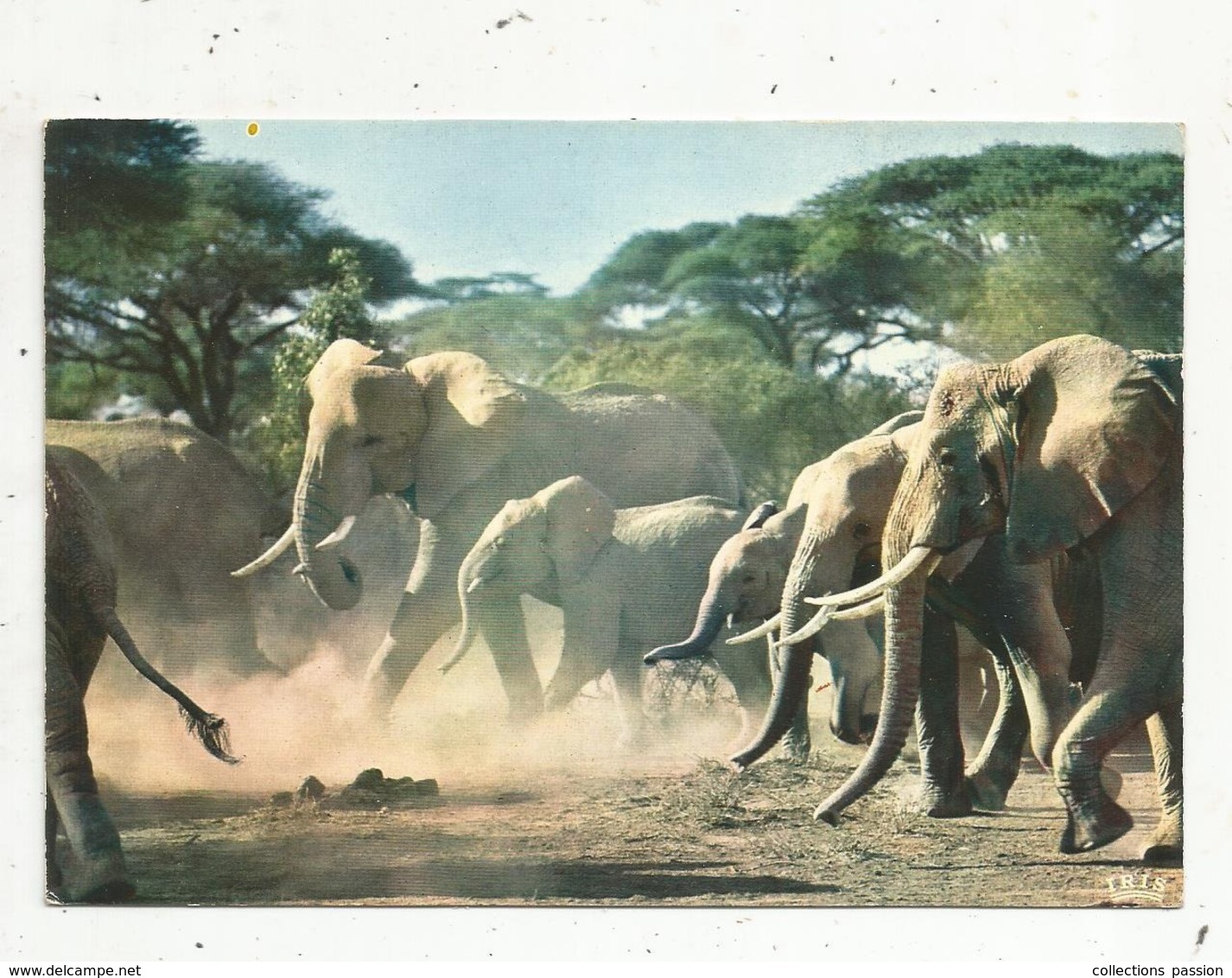 Cp, Animaux , Faune Africaine , TROUPEAU D'ELEPHANTS , Vierge - Éléphants