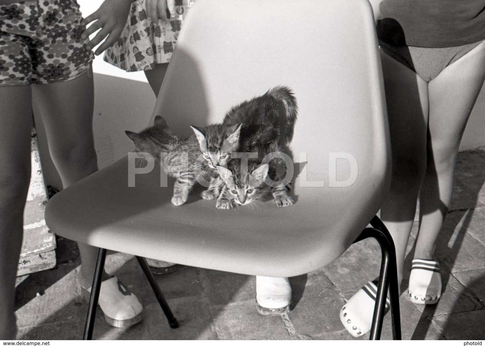 1973 CAT CATS CHAT CHATS GATOS BEACH PLAGE PORTUGAL AMATEUR 35mm ORIGINAL NEGATIVE Not PHOTO No FOTO - Other & Unclassified