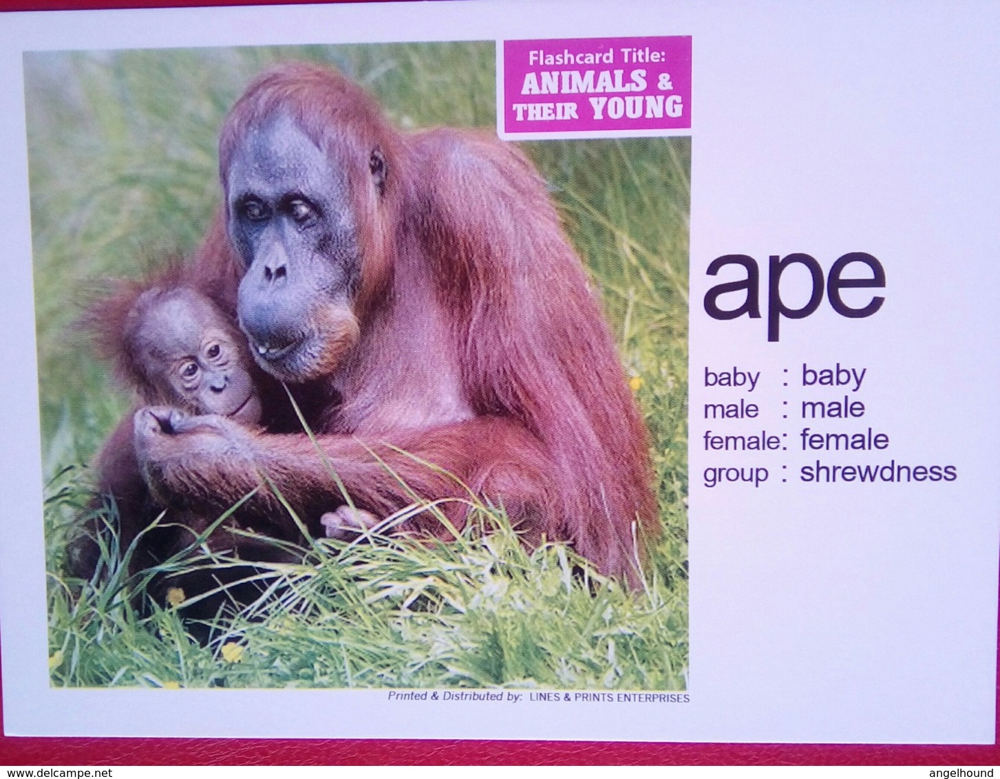 Animals And Their Young   Ape - Filippine