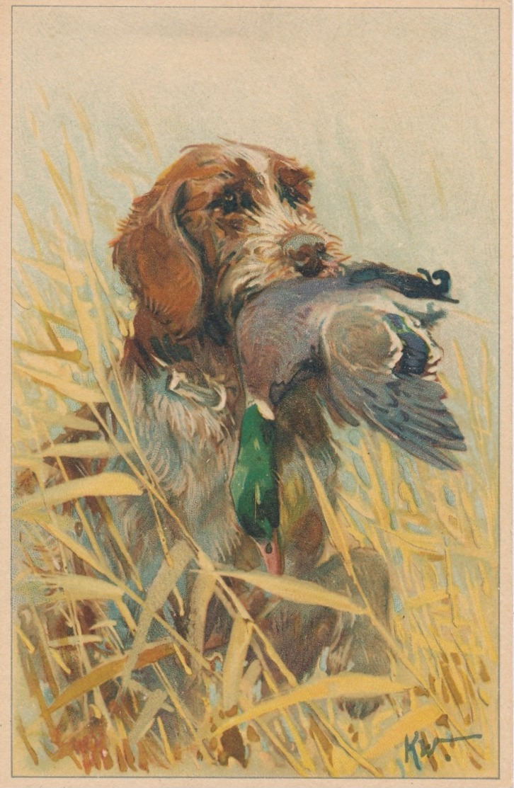 I167 - Chasse - Chien Griffon Au Col Vert - Chasse