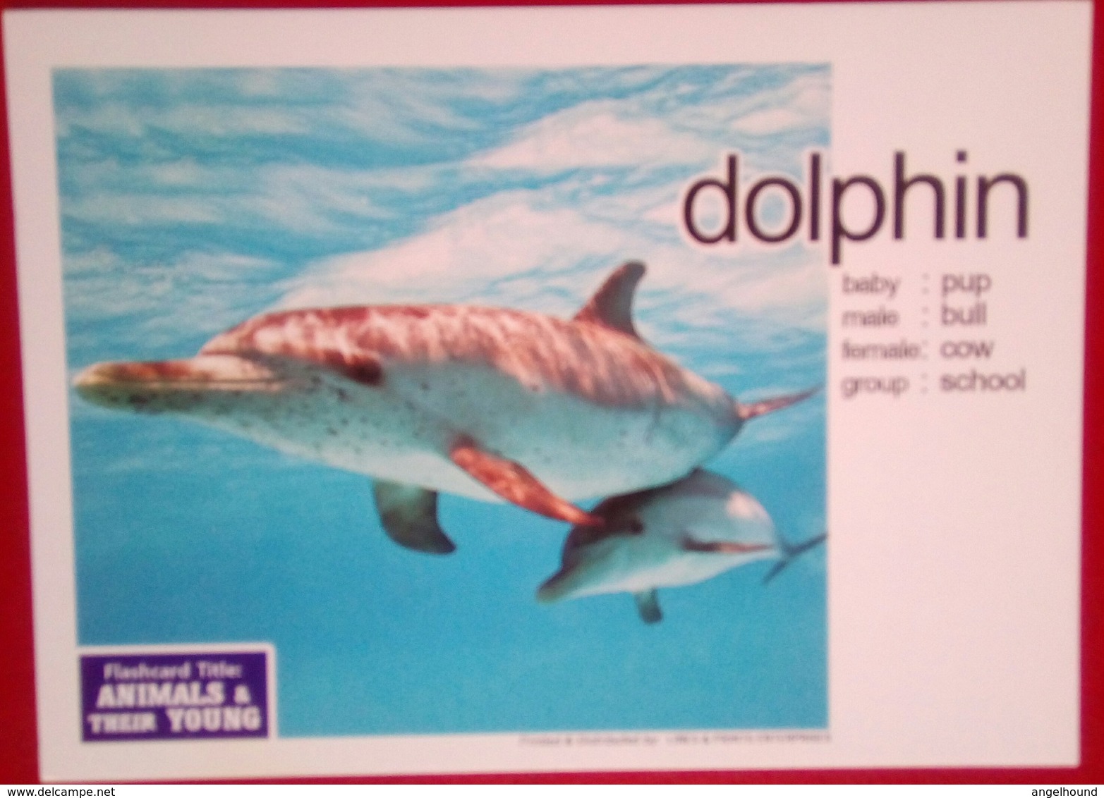 Animals And Their Young DOLPHIN - Filippine