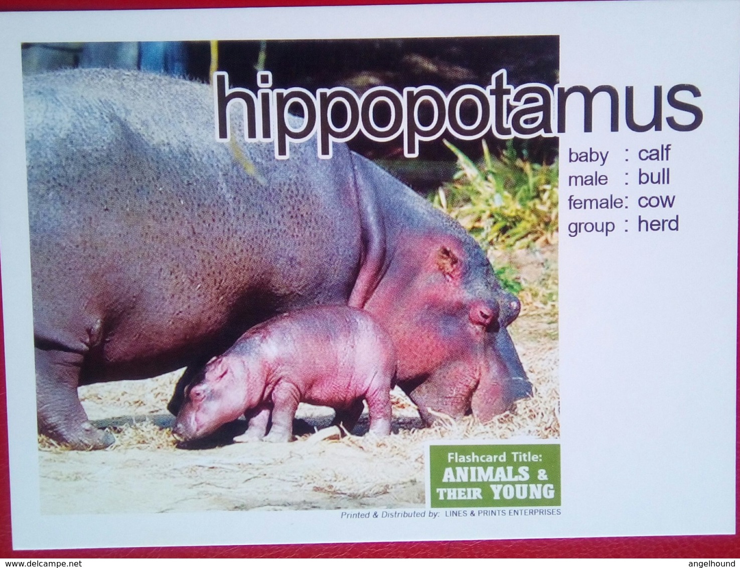 Animals And Their Young HIPPOPOTAMUS - Filippine