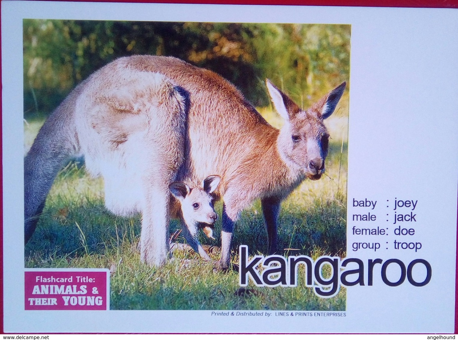 Animals And Their Young KANGAROO - Filippine