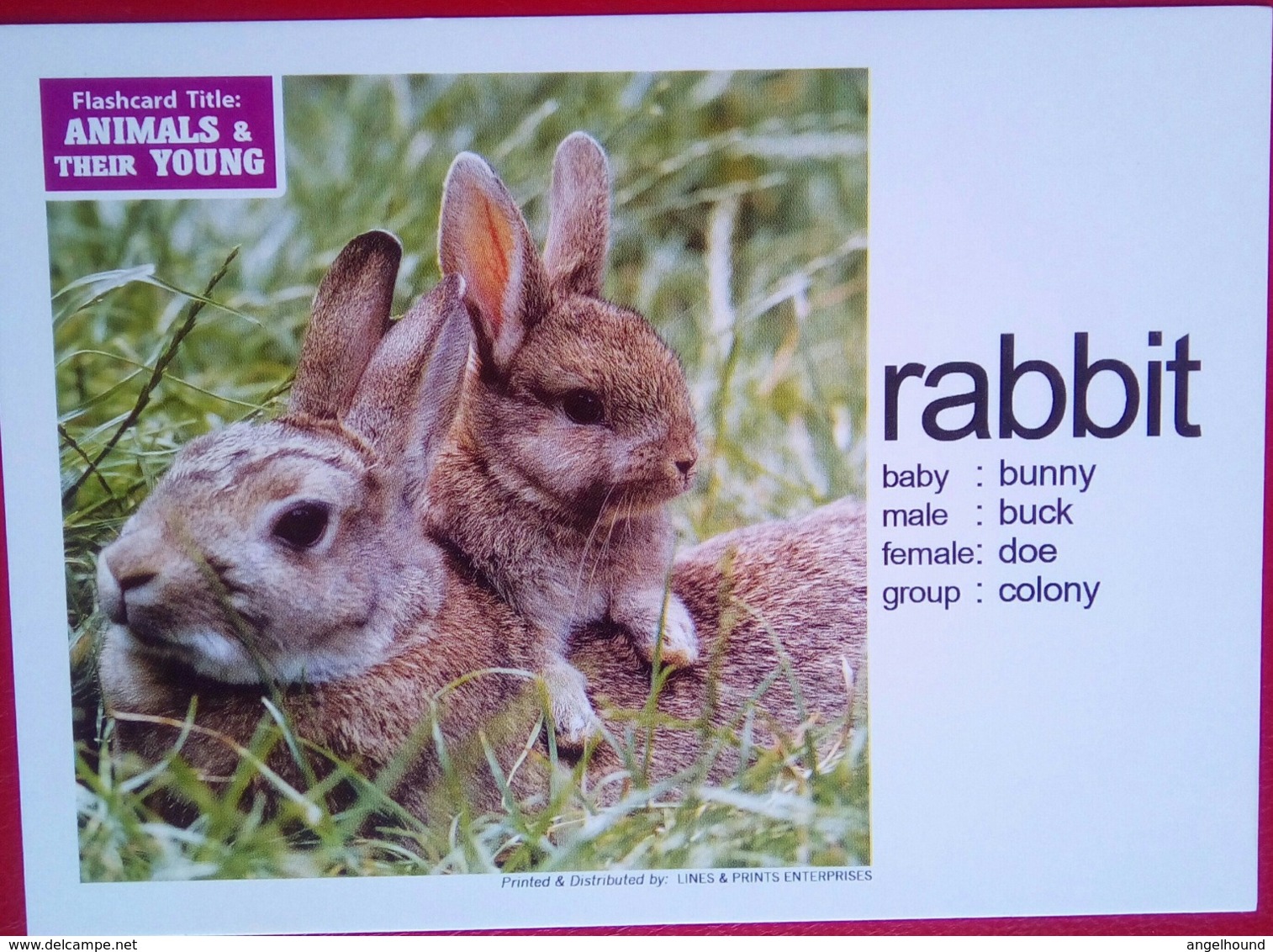 Animals  And Their Young RABBIT - Filippine