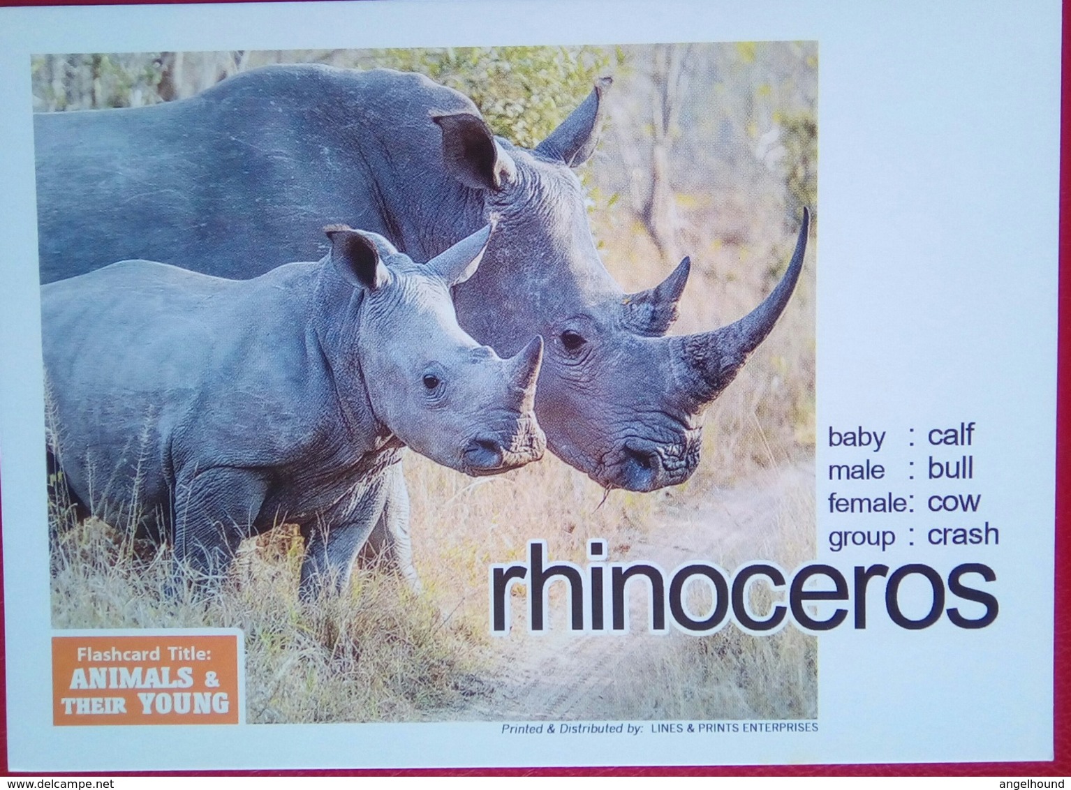 Animals  And Their Young RHINOCEROS - Filippine