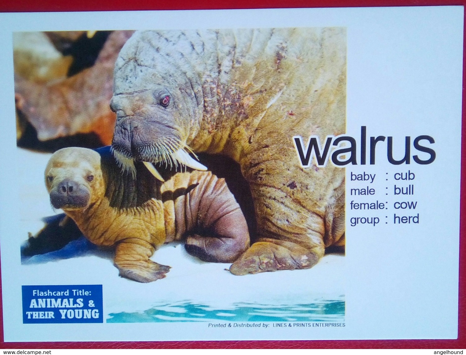 Animals And Their Young  WALRUS - Filippine