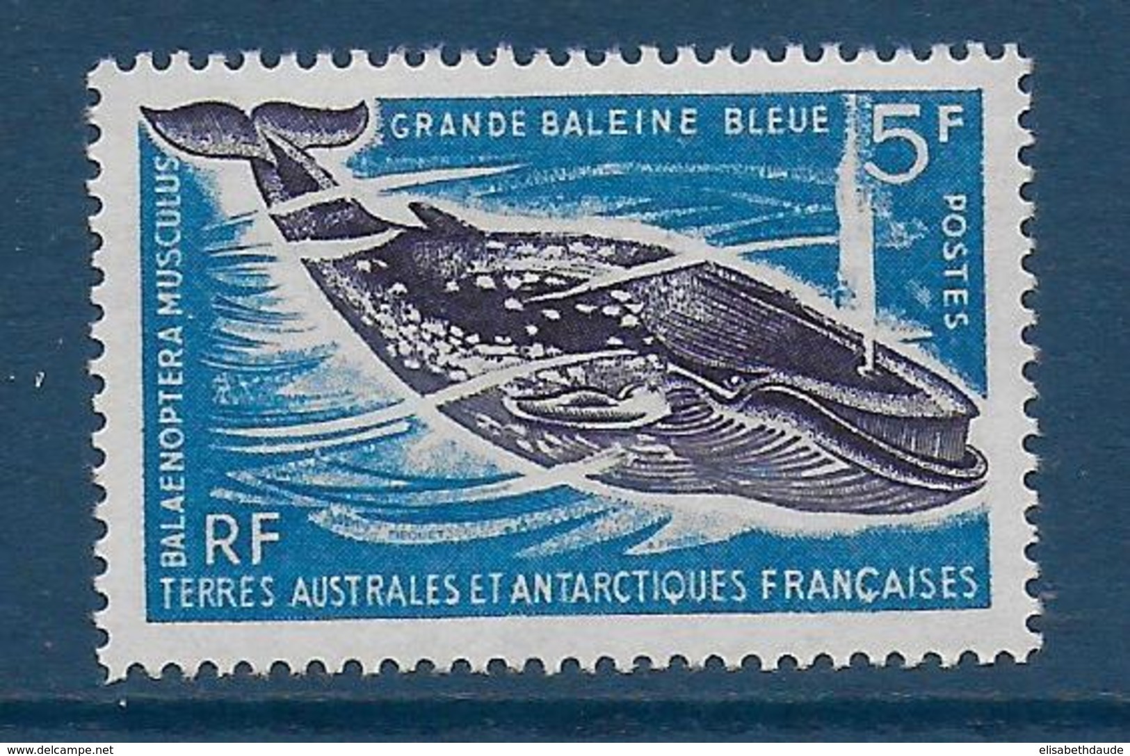 TAAF - 1966 - YVERT N° 22 ** MNH - BALEINE - COTE = 31 EUR. - Neufs