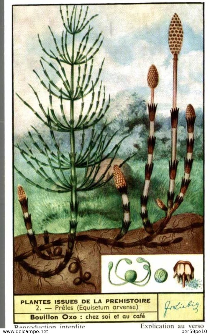 CHROMO LIEBIG  PLANTES ISSUES DE LA PREHISTOIRE  PRELES EQUISETUM  ARVENSE - Liebig