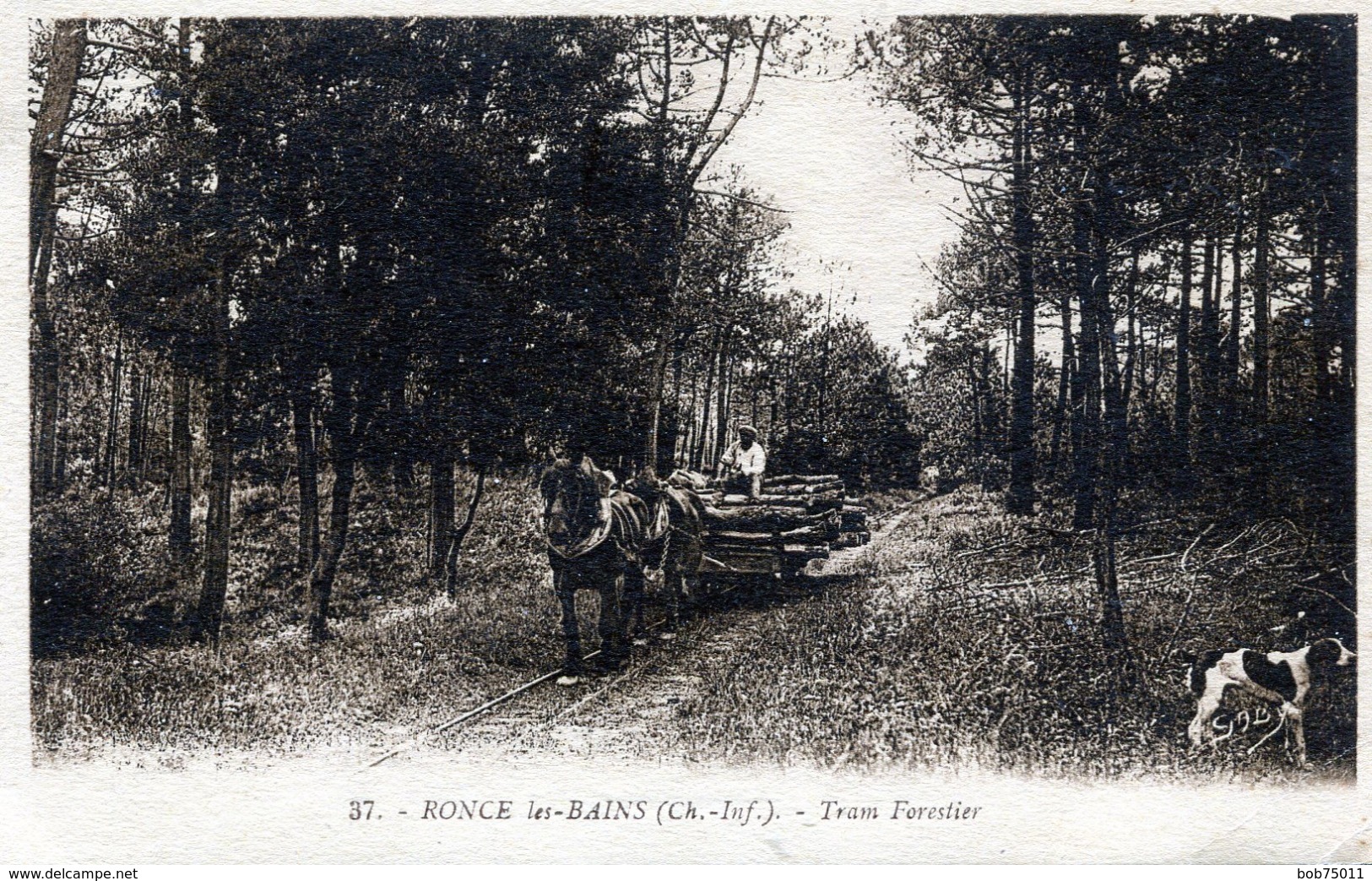 RONCE-LES-BAINS , Tram Forestier - Autres & Non Classés