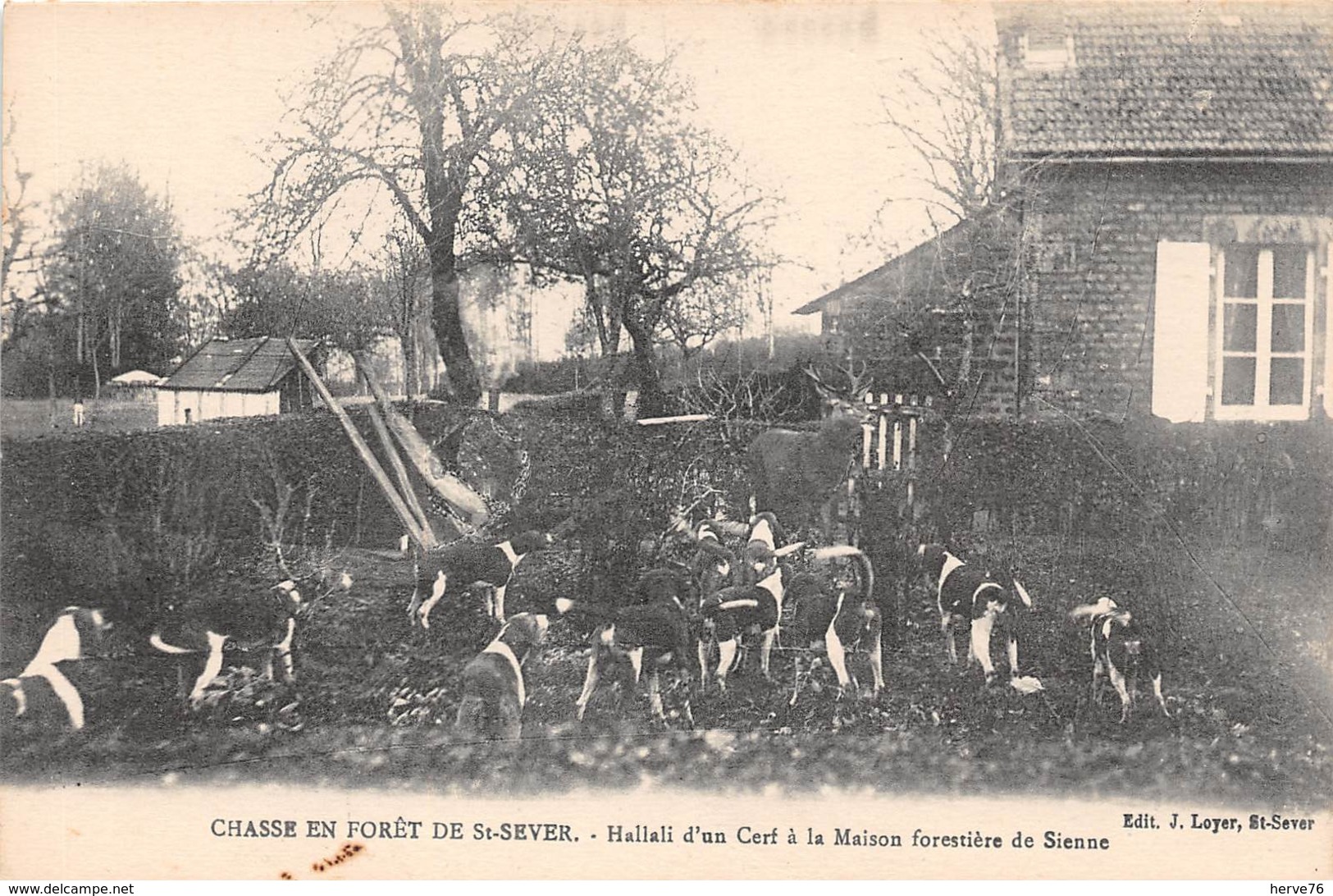 Chasse En Forêt De ST SEVER - Hallali D'un Cerf à La Maison Forestière De Sienne - Chasse à Courre - Autres & Non Classés