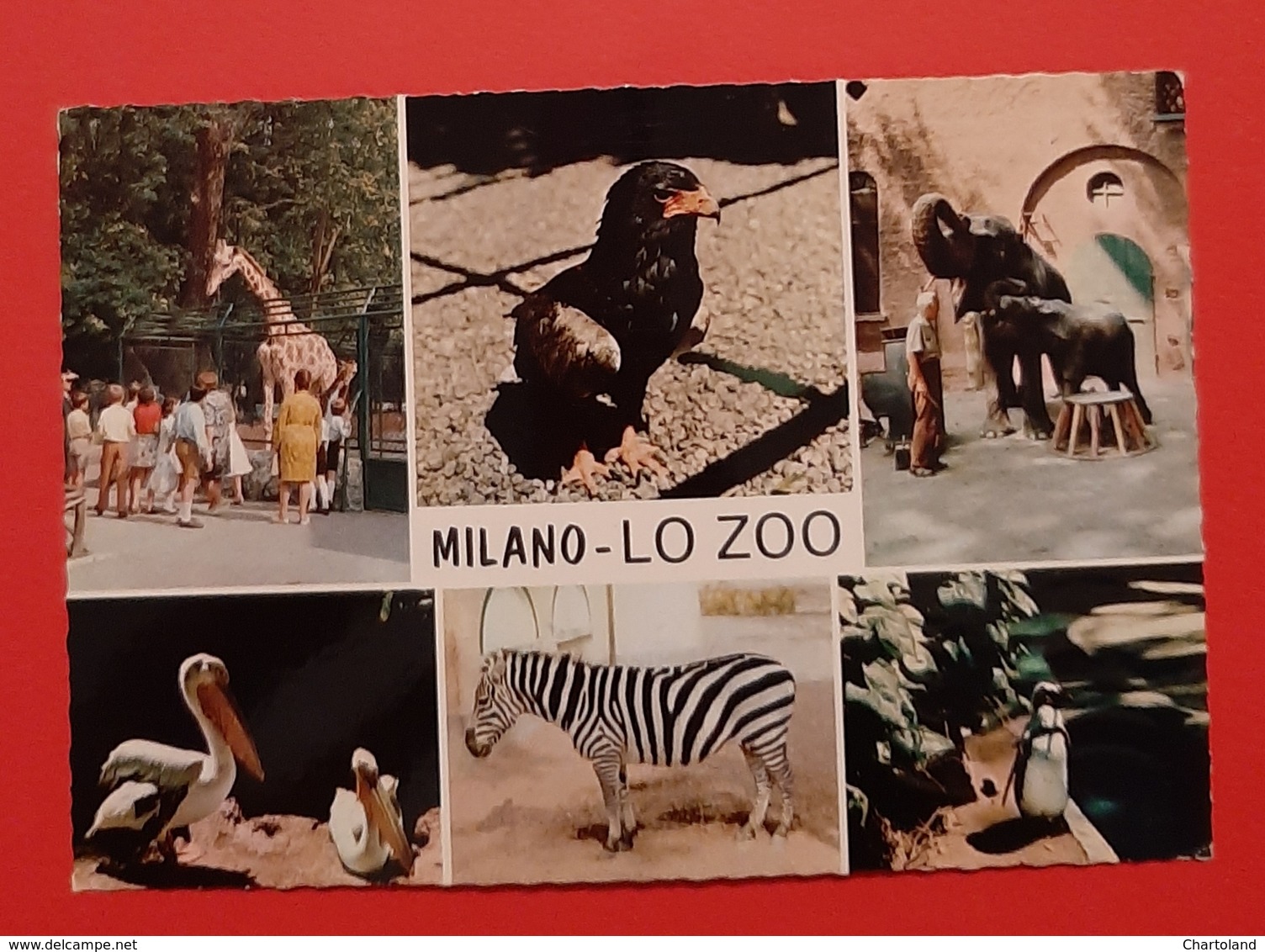 Cartolina Milano - Lo Zoo - 1980 - Milano (Milan)