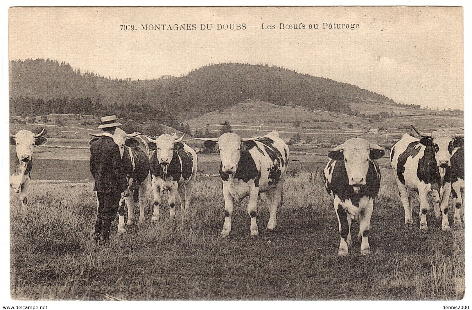 MONTAGNES DU DOUBS (25) - Les Boeufs Au Paturage - ELEVAGE - AGRICULTURE - Viehzucht